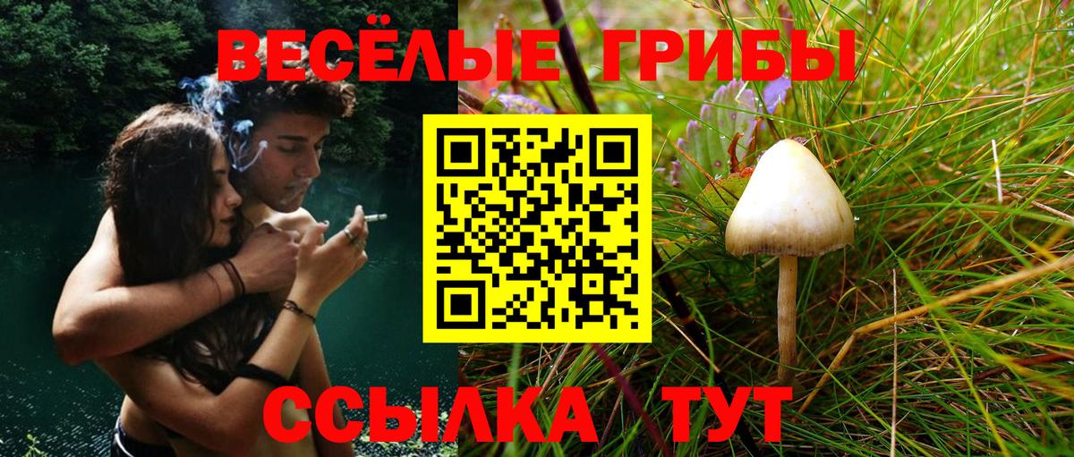Галлюциногенные грибы Psilocybine cubensis Ставрополь